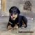 ขายลูกร็อตไวเลอร์(rottweiler) จากฟาร์มโดยตรง มีประกัน